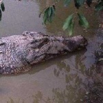 image of animal