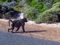 image of monkey #21