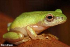 image of animal