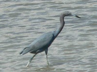 image of little_blue_heron