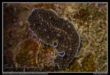 image of flatworm