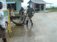 image of hammerhead