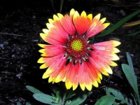 image of flower