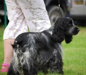 image of cocker_spaniel