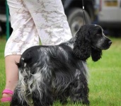 image of cocker_spaniel #17