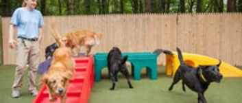 image of people_play_with_dog