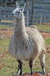 image of alpaca #26