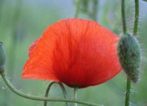 image of flower