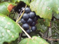 image of grapes