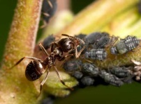 image of ant