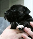 image of staffordshire_bullterrier #22