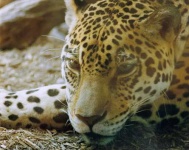 image of jaguar_car