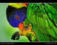 image of lorikeet
