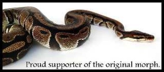 image of rock_python