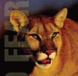 image of cougar_face