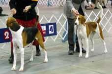 image of english_foxhound