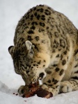image of animal