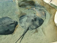 image of stingray