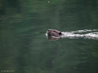 image of beaver