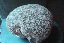 image of coral #0