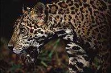 image of jaguar_car