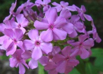 image of flower