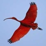 image of bird