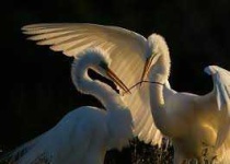 image of animal