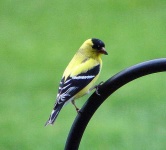 image of goldfinch