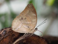 image of animal