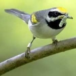 image of bird