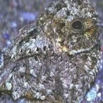 image of bird