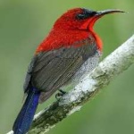 image of bird