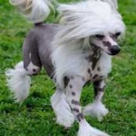 image of animal