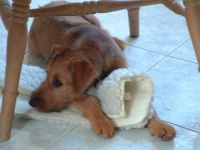 image of irish_terrier