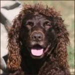 image of animal