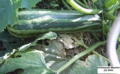 image of zucchini