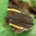 image of banded_butterfly #134