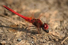 image of dragonfly #34