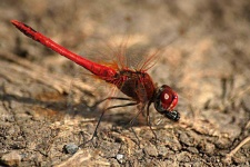 image of dragonfly