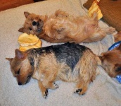 image of norwich_terrier