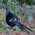 image of bird