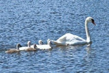 image of swan