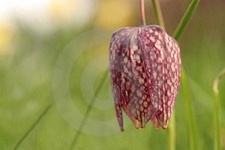 image of flower