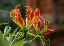 image of flower