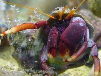 image of hermit_crab