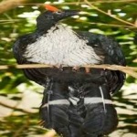 image of bird