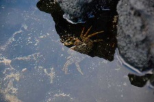 image of rock_crab