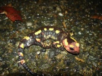 image of european_fire_salamander