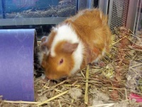 image of guinea_pig